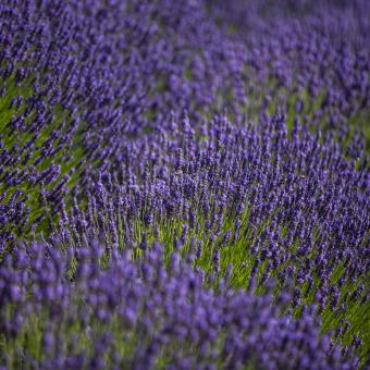 Swathes of purple lavender